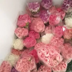 Carnation-e1722787777364