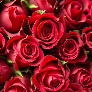 Roses-scaled
