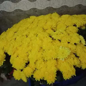WhatsApp-Image-2024-07-27-at-5.51.27-PM-2