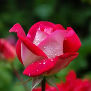 garden-rose-red-pink-56866-56866