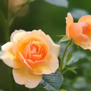 rose-flower-blossom-bloom-39517-39517